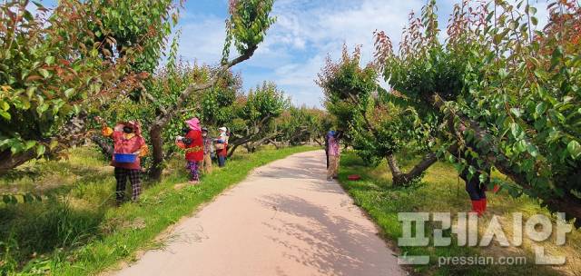 ▲임자면 주민들이 매화정원에서 매실을 수확하고 있다. 2025. 06. 13 ⓒ영암군