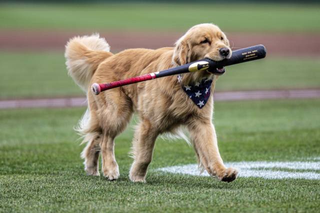 지난 11일 21개월된 브루스 더 배트독이 배트를 입에 물고 로체스터 레드윙스 야구 경기장을 걷고 있다. AP 연합뉴스