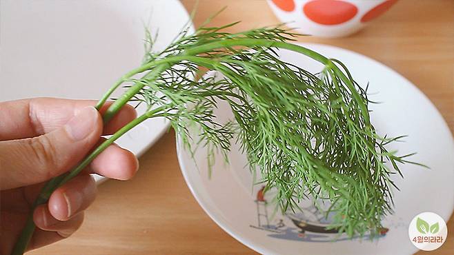 딜 한줄기를 든 모습