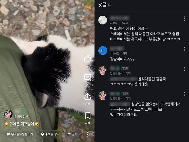 여행 중 우연히 만난 '길냥이' 영상을 올린 이용자. /당근