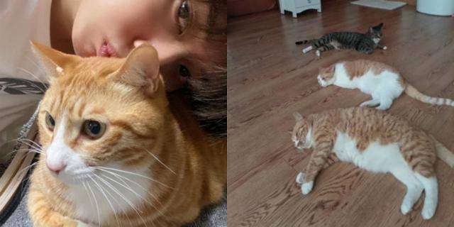 스트레이 키즈 '리노'와 반려묘 순이(왼쪽), 휴식을 즐기는 순둥도리 @realstraykids