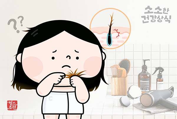 머리카락 끝쪽 상한 부분이 머리카락을 타고 퍼진다는 것은 과장된 표현이지만 방치했다간 끝이 점점 더 갈라져 위쪽까지 많이 갈라질 수 있다./그래픽=헬스조선DB
