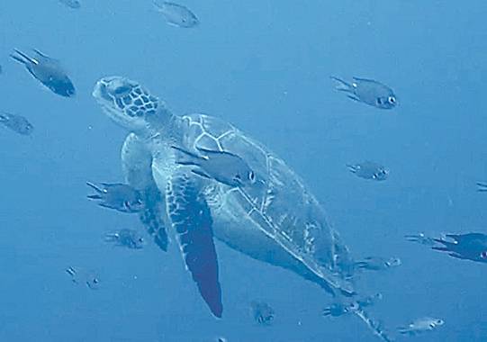 서귀포시 섶섬 수중에서 어류와 함께 유영하는 푸른바다거북의 모습. 해양시민과학조사단 촬영.