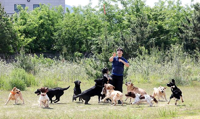 영종도 관세청 탐지견훈련센터 초지훈련장에서 장정호 실무관(사양관리사)이 마약탐지견들의 스트레스 해소와 체력운동으로 공 잡기 단체놀이를 진행하고 있다.