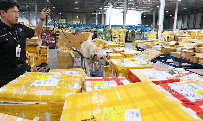 인천공항본부세관 특송물류센터 해외직구물품 통관현장에서 마약탐지견 밀리(2019년생, 래브라도리트리버)가 김근영 탐지조사요원과 탐지 활동을 하고 있다.