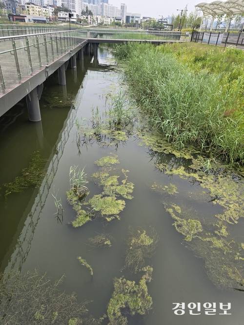 평택 고덕국제신도시 내 함박산 근린공원(고덕 호수공원) 저류지와 연결된 실개천에 마름과 녹조가 발생했다. 평택/김종호기자 kikjh@kyeongin.com