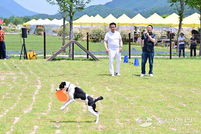 2025 포천 한탄강 봄 가든페스타 반려동물 문화축제에 백영현 시장이 반려견 원반 던지기 시범을 체험하고 있다. 김두현기자