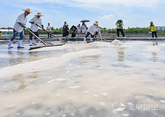15일 오전 시흥시 갯골생태공원 염전체험장에서 열린 제8회 시흥염전소금제에서 염부들이 채염식을 진행하고 있다. 임채운기자