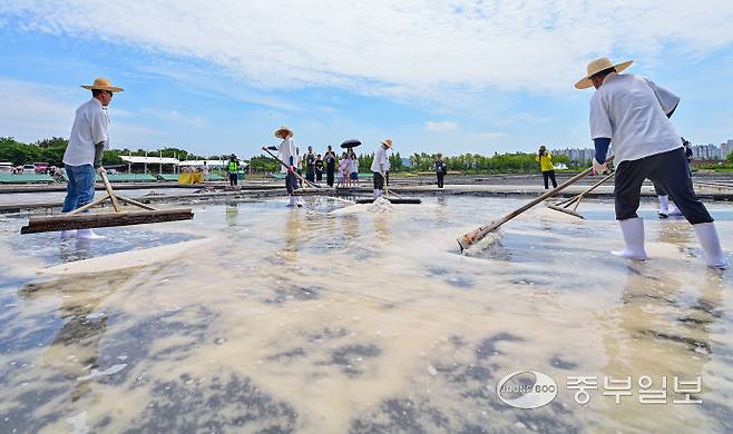 15일 오전 시흥시 갯골생태공원 염전체험장에서 열린 제8회 시흥염전소금제에서 염부들이 채염식을 진행하고 있다. 임채운기자
