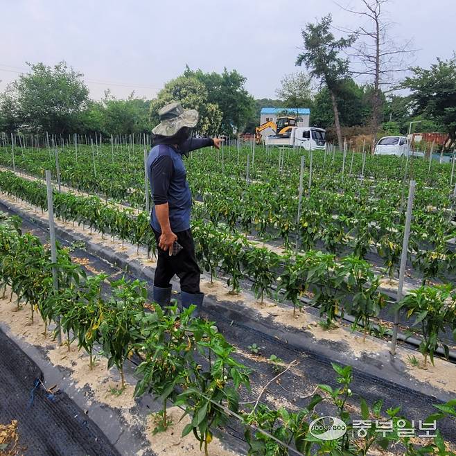 A씨가 자신의 고추밭에서 누렇게 변한 작물을 가리키며 안타까워 하고 있다. 김웅섭기자