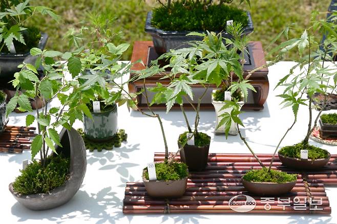 유난히 시민들의 눈길을 끌었던 2025 송도굿마켓 행사에 등장한 분재 화분.정선식기자