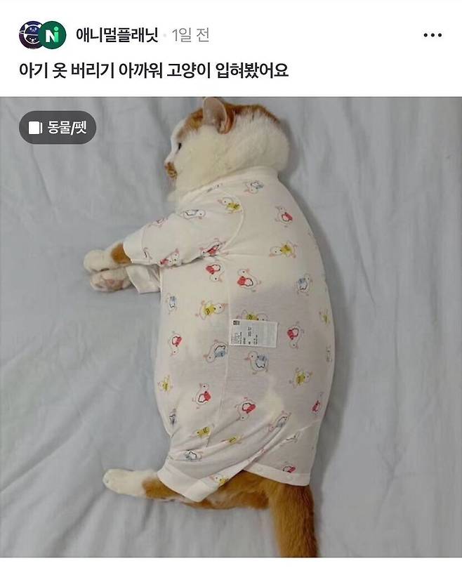 IMG_4735.jpeg 아기옷 버리기 아까워서 고양이 입혀봄.jpg