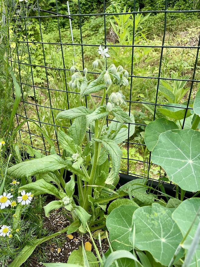 이라크 친구 유스라를 떠올리며 심은 보리지가 잘 자랐다.