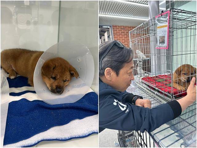 다리 수술을 마친 애순이(왼쪽)와 심인섭 라이프 대표가 애순이를 바라보고 있다. 라이프 제공