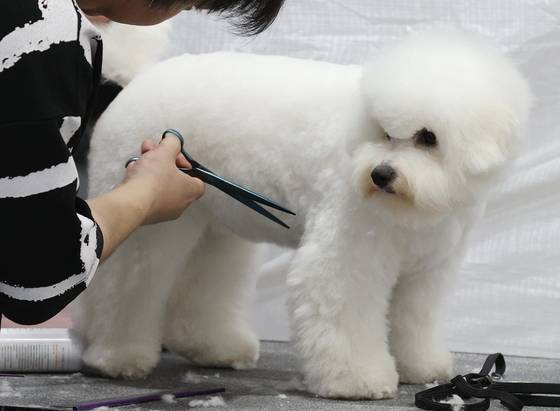 A participant grooms their dog at the 2025 Seoul FCI International Dog Show held at the aT Center in Seocho District, southern Seoul on June 15. [YONHAP]