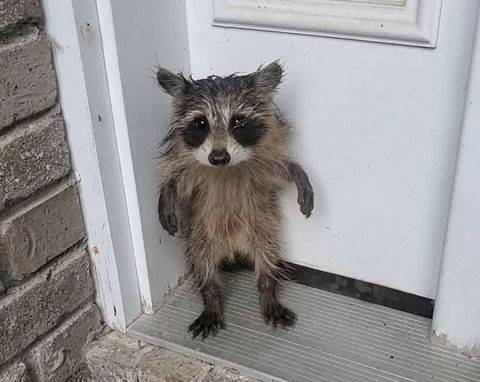 매사추세츠주 벤처타운에 사는 한 주민이 집 문 앞에서 아기 라쿤 한 마리를 발견한 모습. /사진=SNS 갈무리