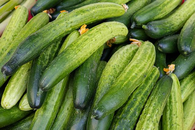 오이. 이미지투데이