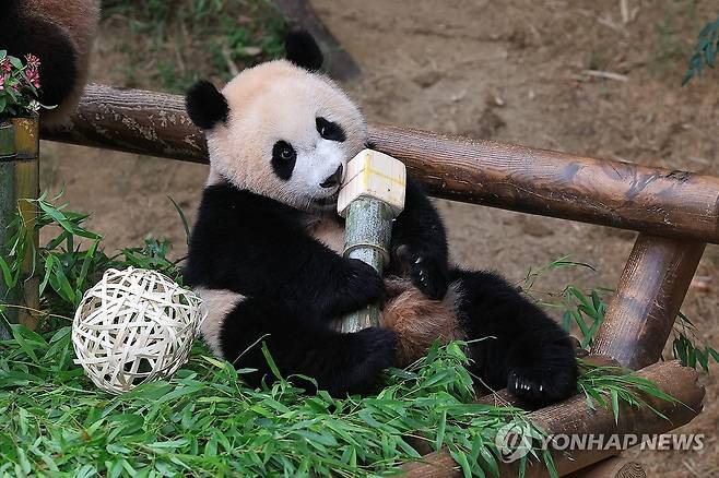 돌잡이서 대나무 마이크 잡은 후이바오 (서울=연합뉴스) 에버랜드가 지난해 7월 7일 쌍둥이 판다 루이바오와 후이바오의 첫 생일을 맞아 에버랜드 판다월드에서 돌잔치를 열었다고 밝혔다. 사진은 첫 생일 돌잡이에서 인기를 의미하는 대나무 마이크를 잡은 쌍둥이 판다 후이바오. 2025.6.15 [삼성물산 리조트부문 제공. 재판매 및 DB 금지] photo@yna.co.kr