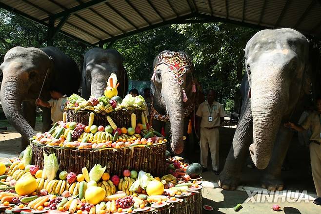 2024년 11월 미얀마 동물원서 열린 코끼리의 71세 생일파티 [신화 연합뉴스 자료사진]