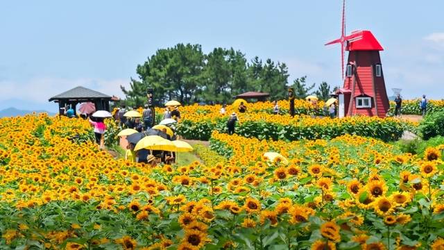 경남 함안군 2023년도 강주해바라기 축제 현장. 함안군 제공