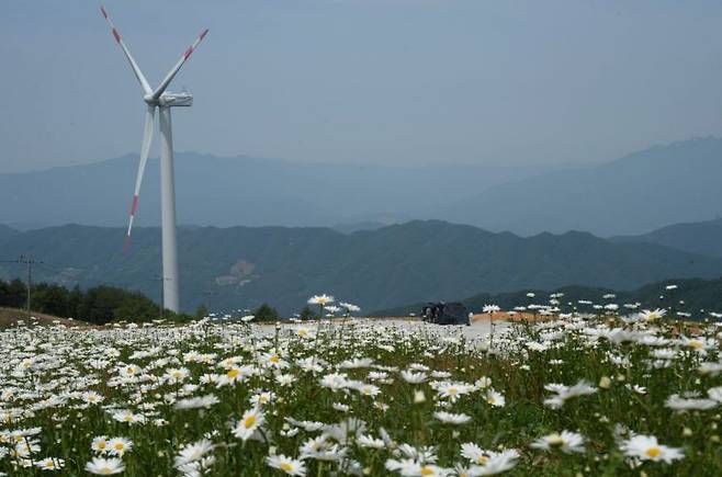 거창군 감악산 구절초 핀 모습.