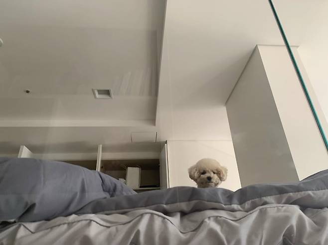 내 침대야.jpg 우리 강아지 방석