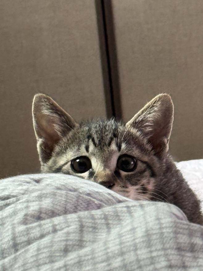 IMG_0003.jpeg 포텐에 고양이집 보고 올리는 고양이 침대