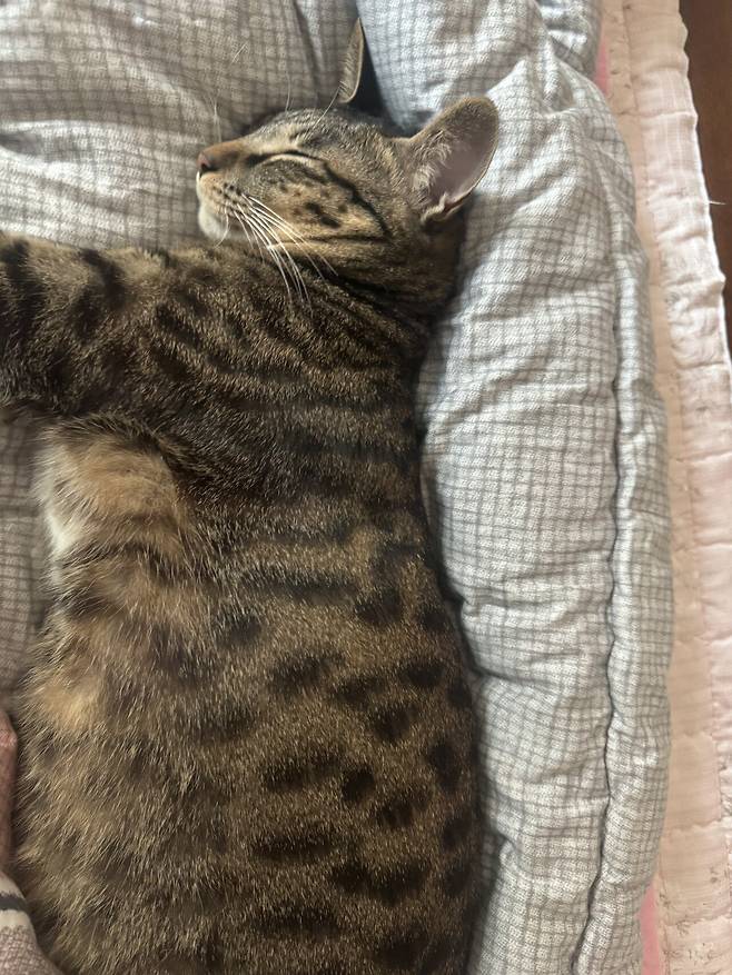 IMG_1741.jpeg 포텐에 고양이집 보고 올리는 고양이 침대