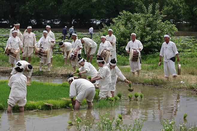 장뜰두레농요보존회 회원들이 장뜰두레농요 중 모찌기 시연을 하고 있다. 김혜윤 기자 unique@hani.co.kr