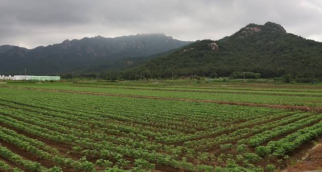 ▲ 전남 영암 군서면 논콩 재배 [전라남도]