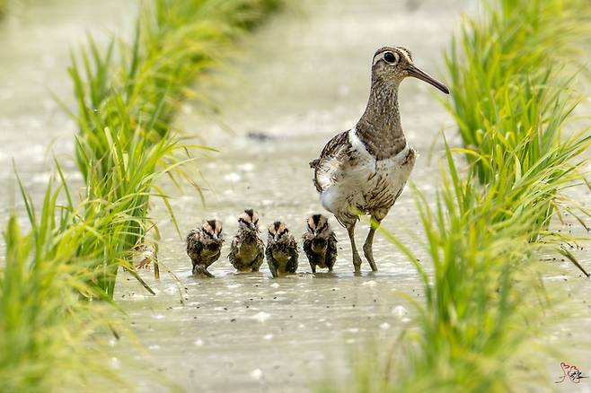 울산 울주군 온양읍 한 논에서 번식에 성공한 뒤 이소 중인 호사도요새 가족 <촬영=조현표 새 통신원>