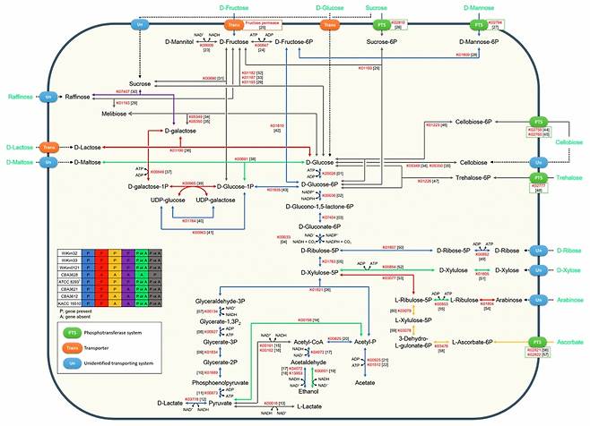 김치종균 유전자 지도 /사진=세계김치연구소