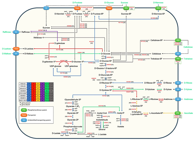 김치종균 유전자 지도.[세계김치연구소 제공]