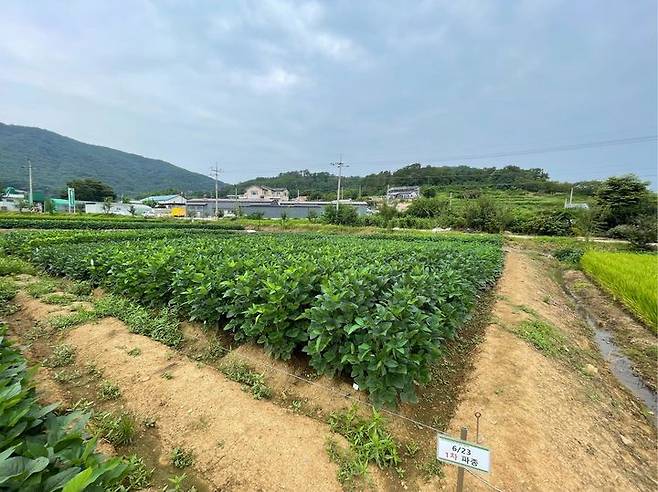 [세종=뉴시스] 파종시기에 따른 콩 생육 모습. 6월 25일 파종. (사진=농촌진흥청 제공) *재판매 및 DB 금지