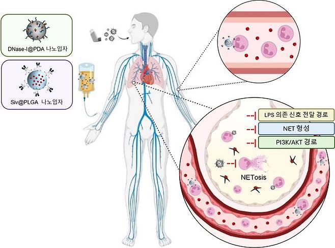 순차적 나노입자 투여를 기반으로 한 호중구 매개 폐섬유화증 억제 기전. (사진=성균관대 제공) *재판매 및 DB 금지