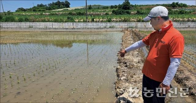 전남 해남군 문내면 용암리에서 관행농법으로 벼를 재배하는 김수경씨가 월동 왕우렁이에게 갉아 먹힌 모를 가리키고 있다.