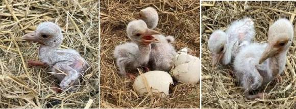 일본 효고현립 황새고향공원에서 부화한 황새들