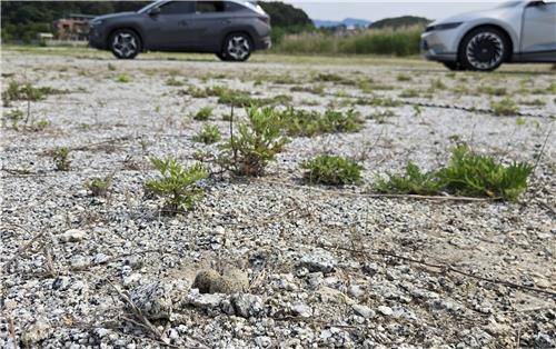 자갈이 깔린 임시 주차장의 꼬마물떼새 둥지  [촬영 유형재]