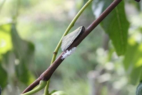 갈색날개매미충 [충북도 제공. 재판매 및 DB 금지]