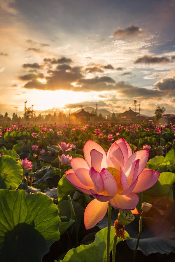 함안연꽃테마파크. /경남도