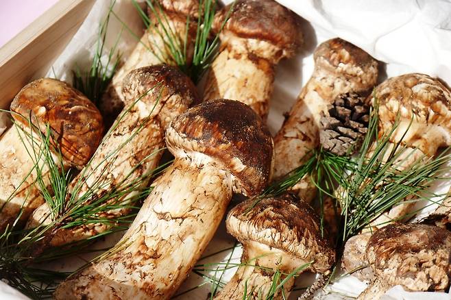 비싸고 귀하기에 미식가들에게 사랑받는 송이버섯.