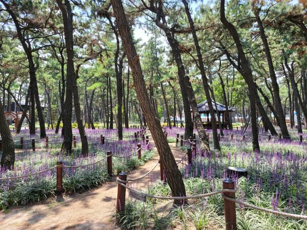 맥문동이 만발한 송도솔밭 맨발로
