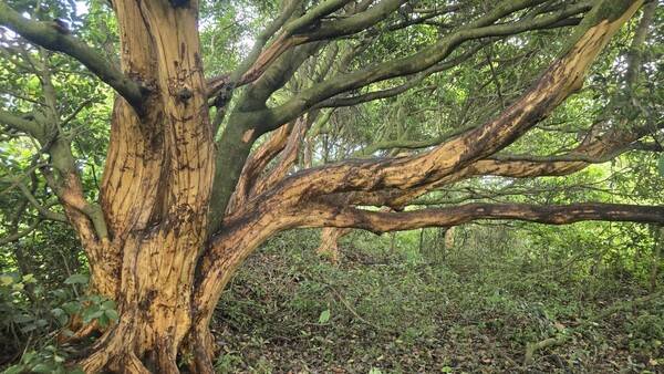 제주자연의벗은 지난 16일 서귀포시 표선면 성읍리에서 후박나무 43그루가&nbsp;박피된 현장을 확인했다고 17일 밝혔다.