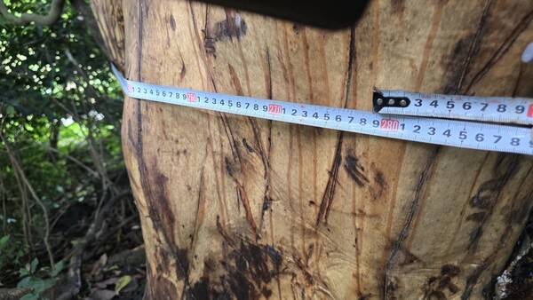 제주자연의벗은 지난 16일 서귀포시 표선면 성읍리에서 후박나무 43그루가&nbsp;박피된 현장을 확인했다고 17일 밝혔다.