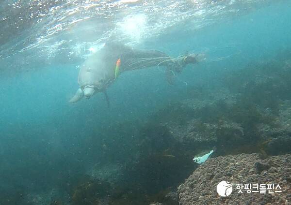온몸에 낚시줄과 낚시바늘이 얽힌 채 고통받아온 제주 남방큰돌고래 종달. 더이상 제주 연안에서 발견되지 않는 것으로 보아 죽은 것으로 추정된다. (사진=핫핑크돌핀스)