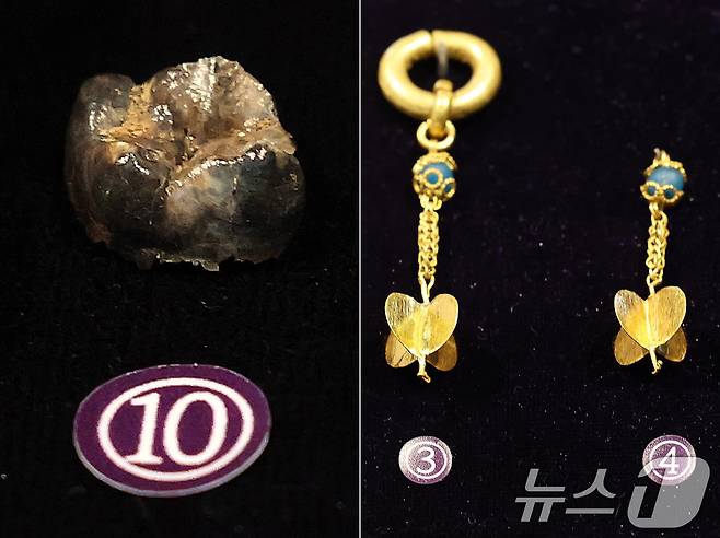 17일 서울 중구 한국의집에서 열린 ‘공주 무령왕릉과 왕릉원 조사성과’ 언론공개회에서 출토된 유물인 귀걸이와 백제 23대왕 삼근왕의 어금니로 추정되는 치아(왼쪽)와 왕족의 귀걸이를 공개하고 있다. 국가유산청 국립부여문화유산연구소는 23년 9월부터 1-4호분에 대한 발굴조사를 진행해 왕족의 장신구와 삼근왕의 어금니로 추정되는 치아 등을 발굴 했다고 밝혔다. 2025.6.17/뉴스1 ⓒ News1 박세연 기자