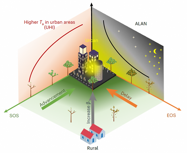 도시의 야간 인공조명과 기온 증가에 따른 식물의 패턴 변화. 교외에서 도심으로 갈수록 생장기 시작이 빨라지고 낙엽이 늦게 진다. Meng et al.(2025)Nature Cities 제공
