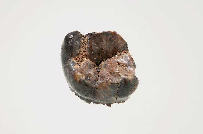 공주 왕릉원 2호분 묘실 바닥에서 나온 어금니 조각. 법의학적 분석 결과 10대 중후반 청소년의 것으로 추정됐다. 국립부여문화유산연구소 제공