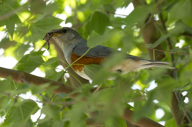 수컷 되지빠귀가 먹이를 물고 와 나무에 앉아 둥지 주변의 안전을 살핀다.