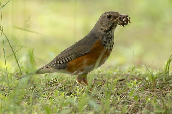 되지빠귀 부부는 먹이 사냥에 바쁘다.